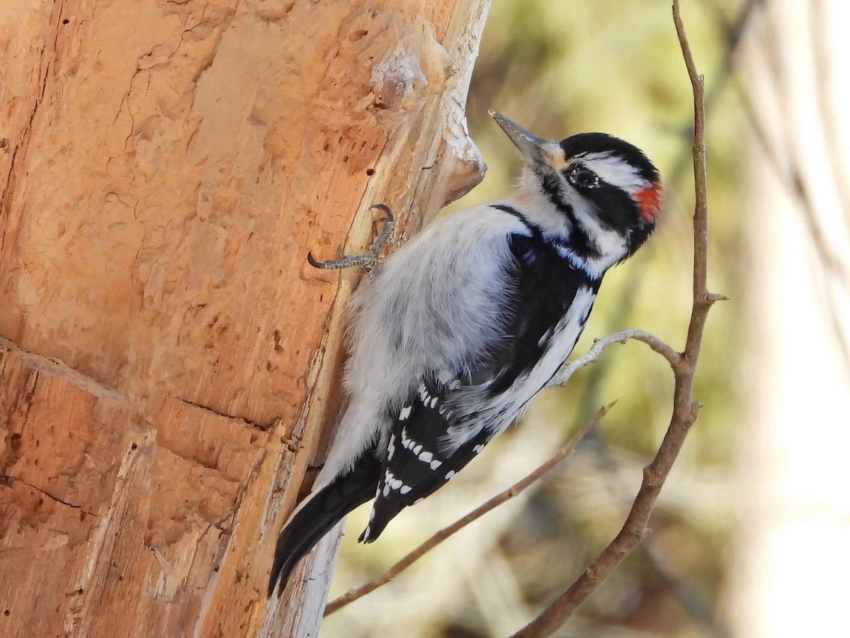 Yumuşak Tüylü Ağaçkakan - ML649243424