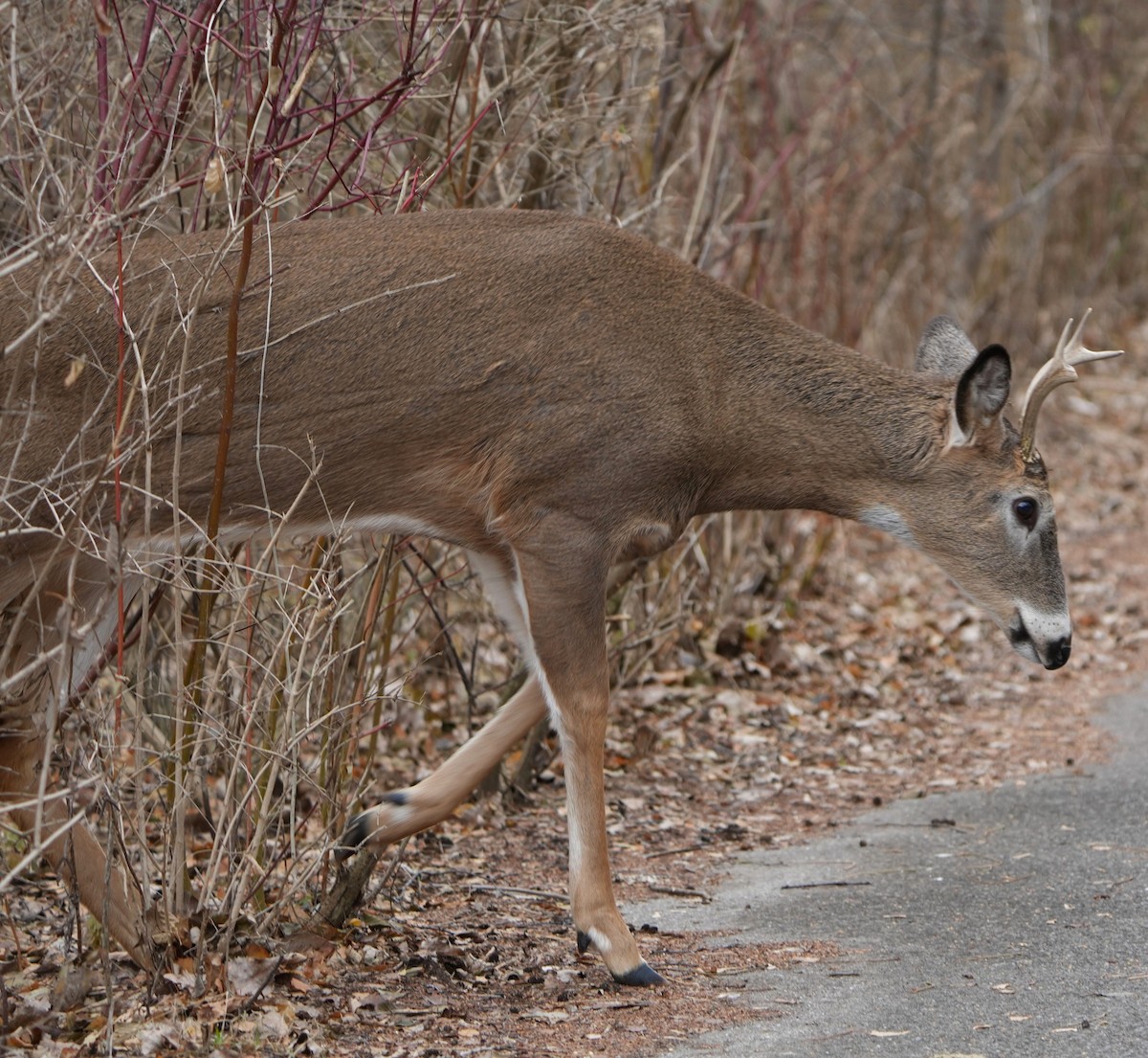 White-tailed Deer - Amirtha  Karunakaran