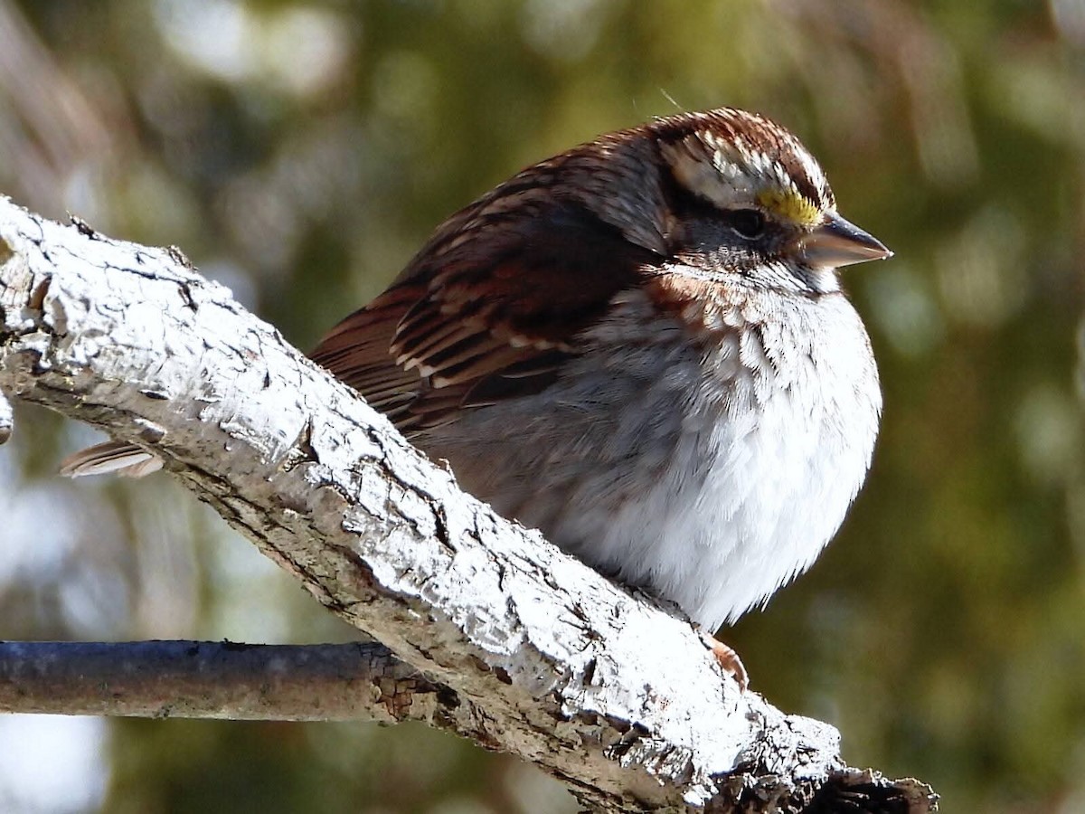 Ak Boğazlı Serçe - ML649243460