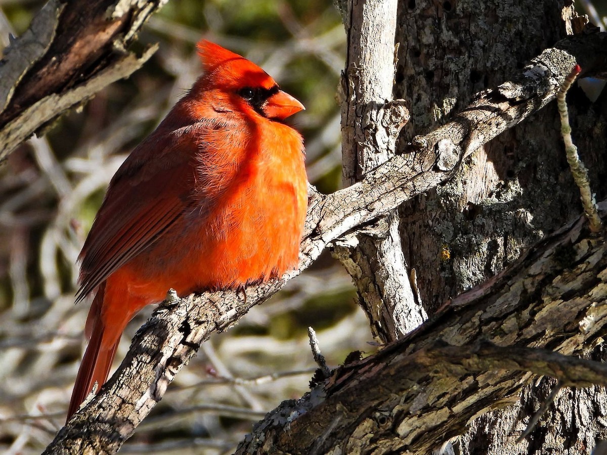 Kırmızı Kardinal - ML649243472