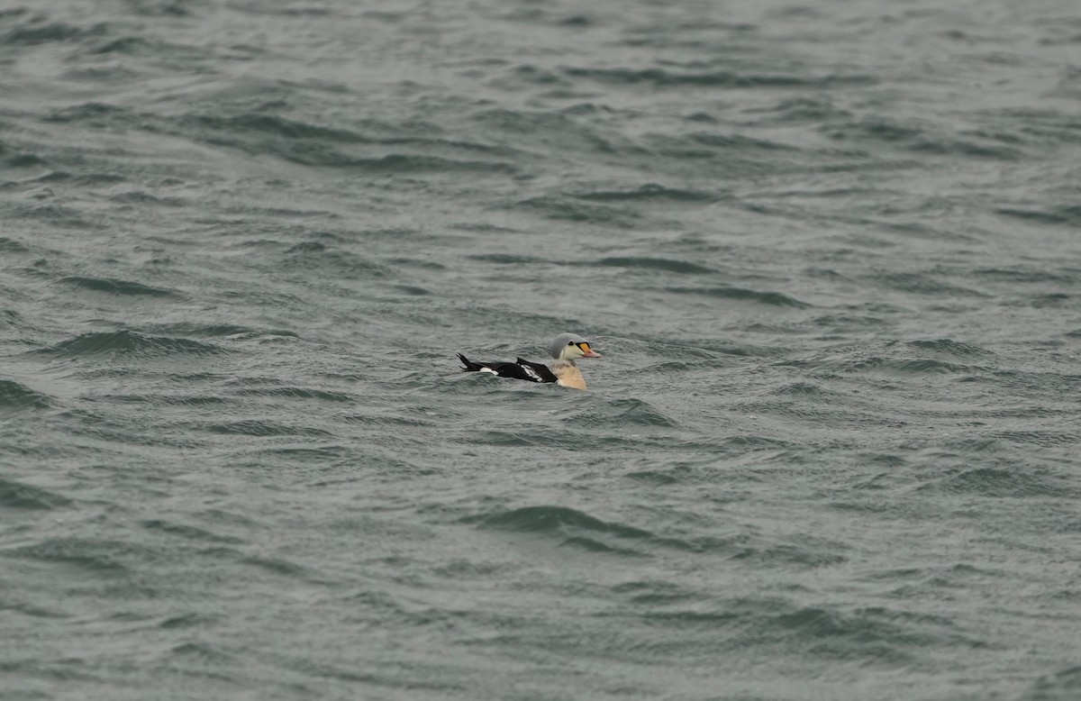 אדרית מלכותית - ML649243559