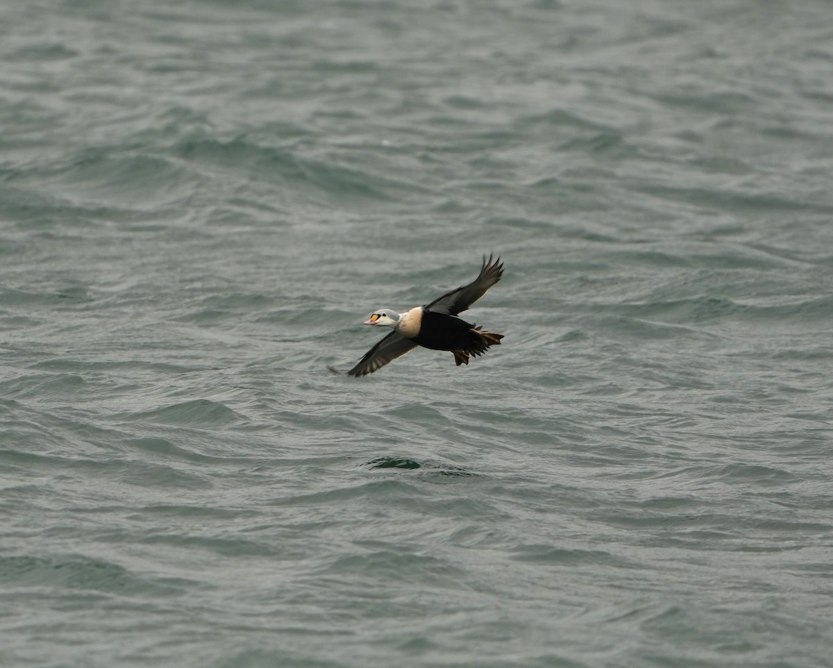 אדרית מלכותית - ML649243560