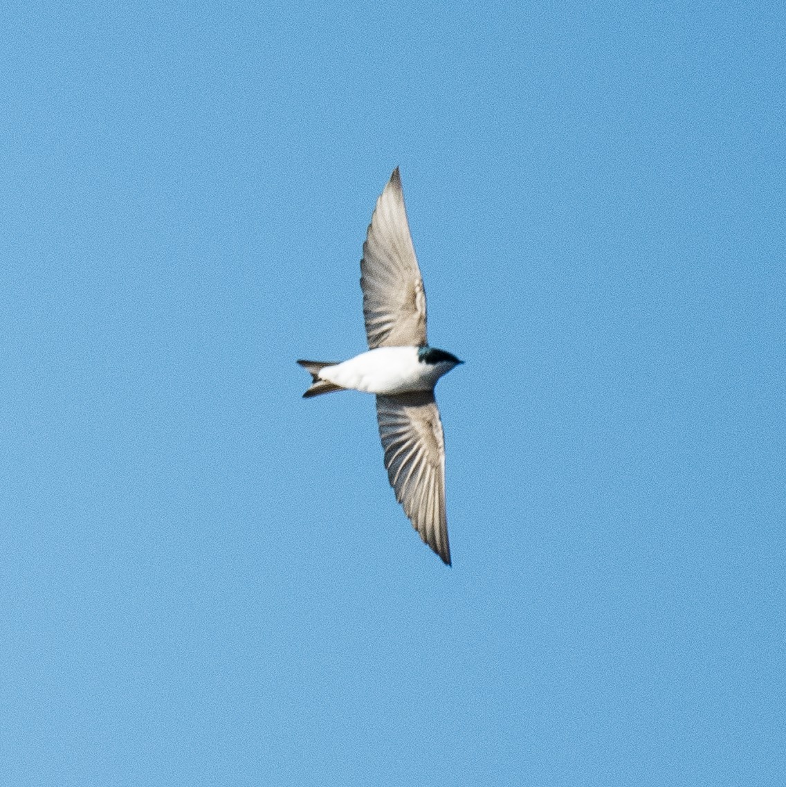 Tree Swallow - ML649243593