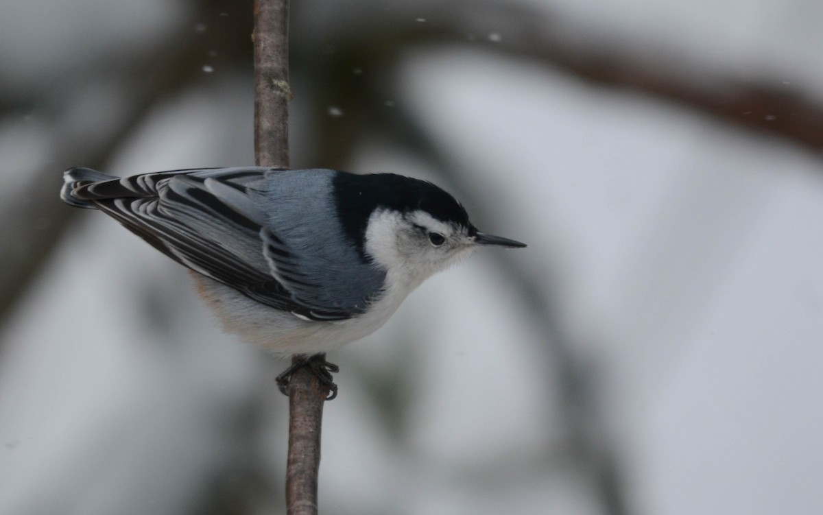 White-breasted Nuthatch - ML649243625