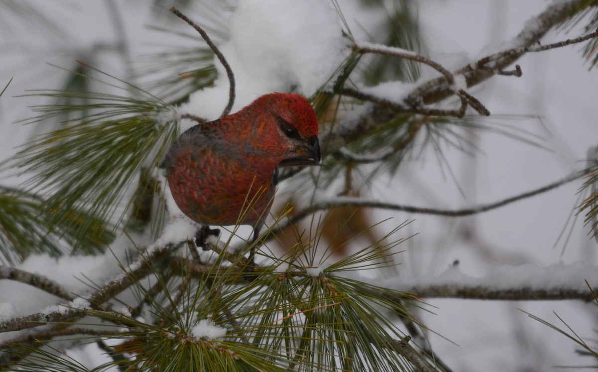 פתיאלי אורנים - ML649243743