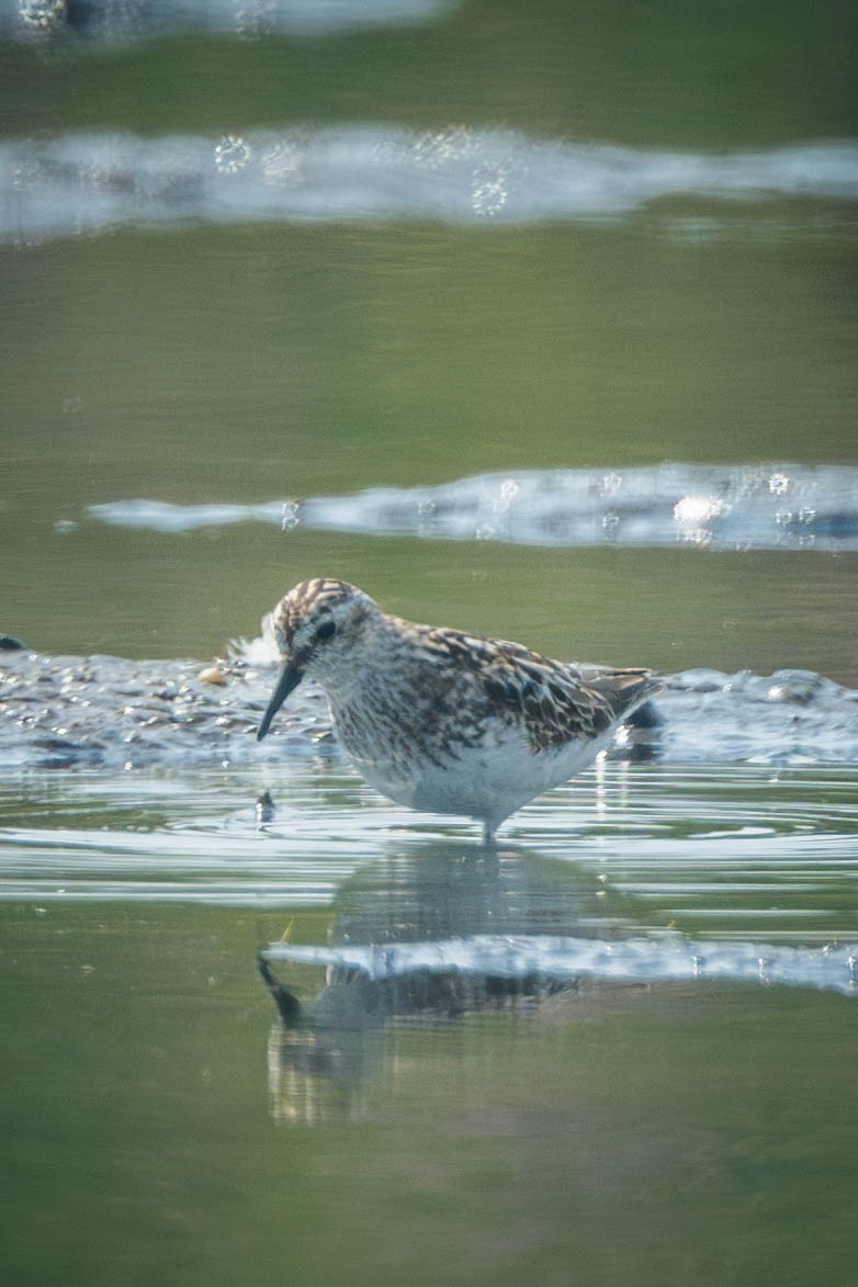 Semipalmated Sandpiper - ML649243821
