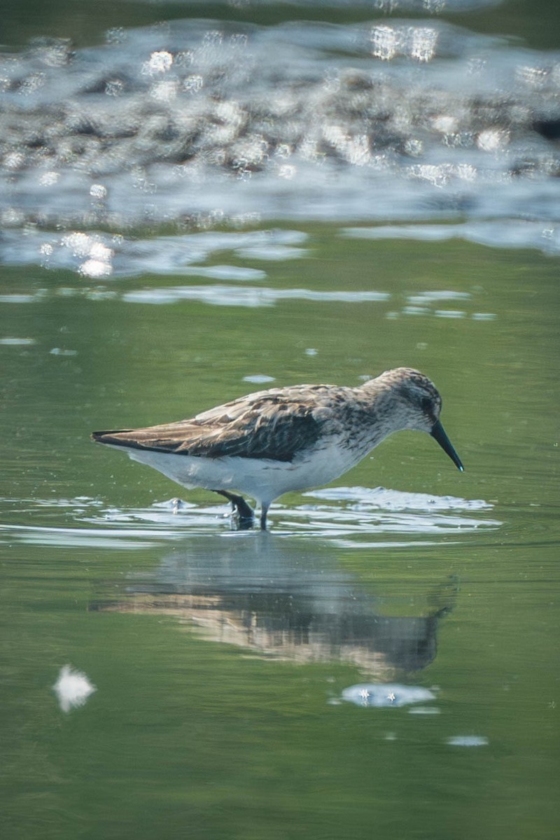 Semipalmated Sandpiper - ML649243822