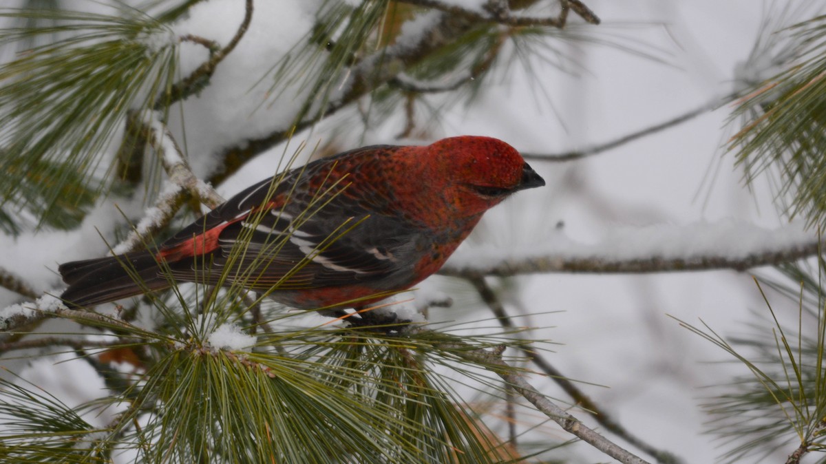 פתיאלי אורנים - ML649243877