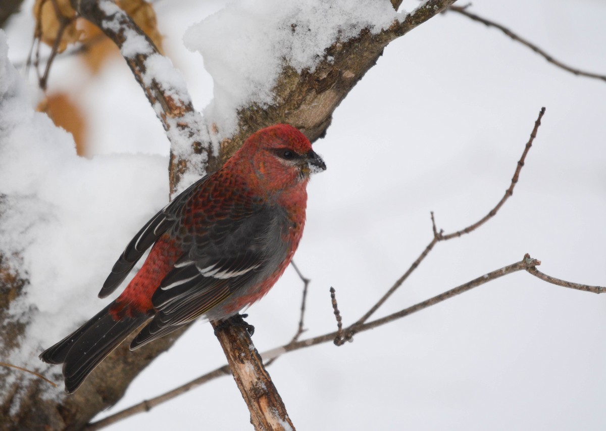 פתיאלי אורנים - ML649243888