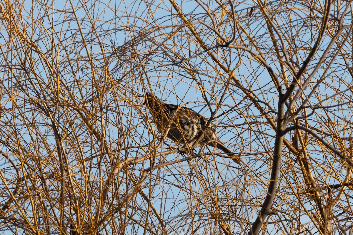 Ruffed Grouse - ML649243897