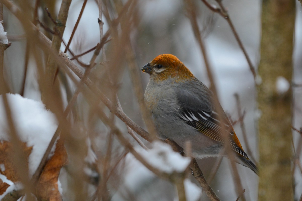 פתיאלי אורנים - ML649243908