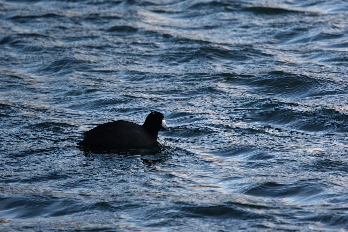 アメリカオオバン - ML649243910