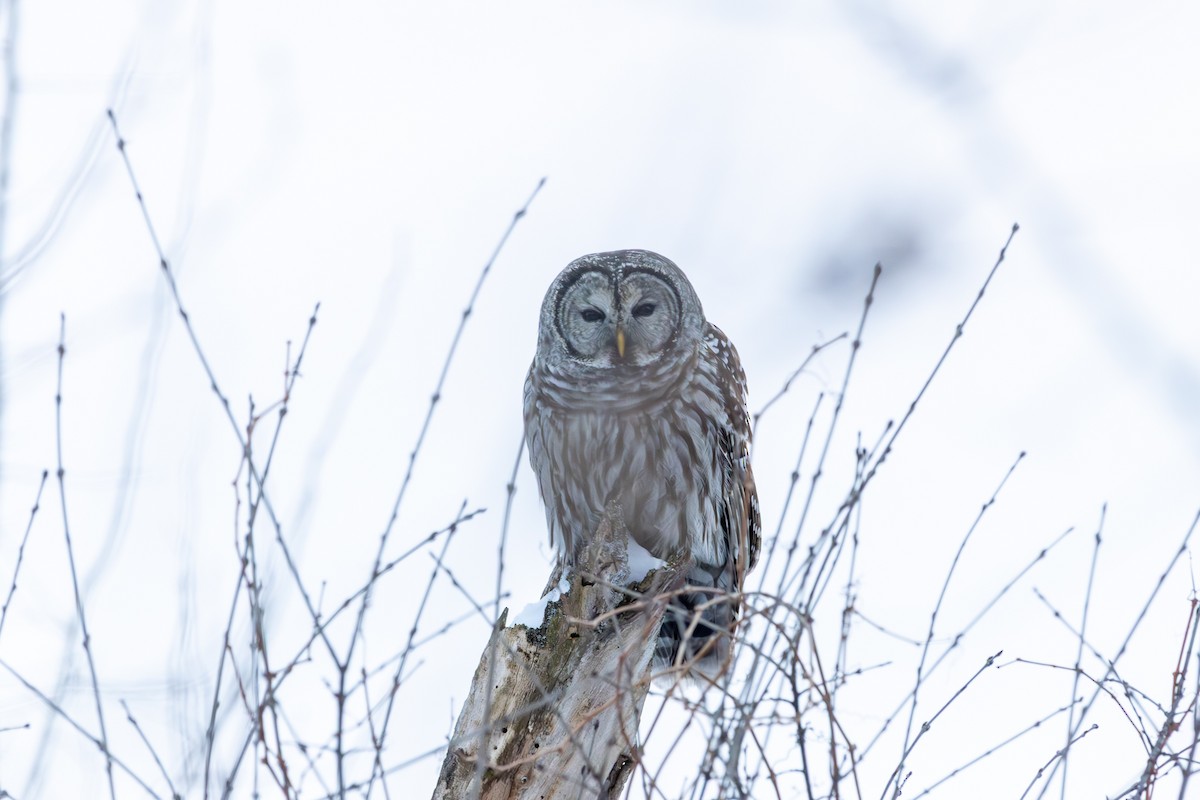 Barred Owl - ML649243914