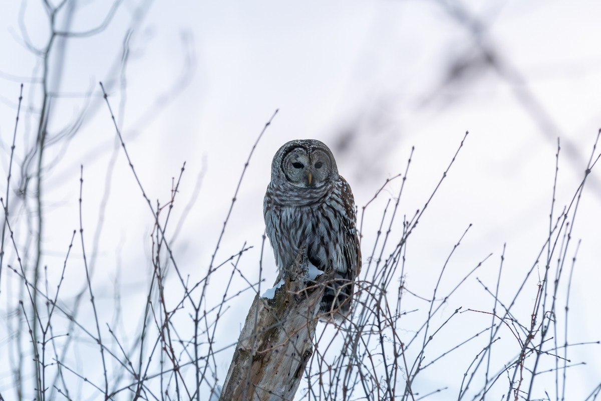 Barred Owl - ML649243916