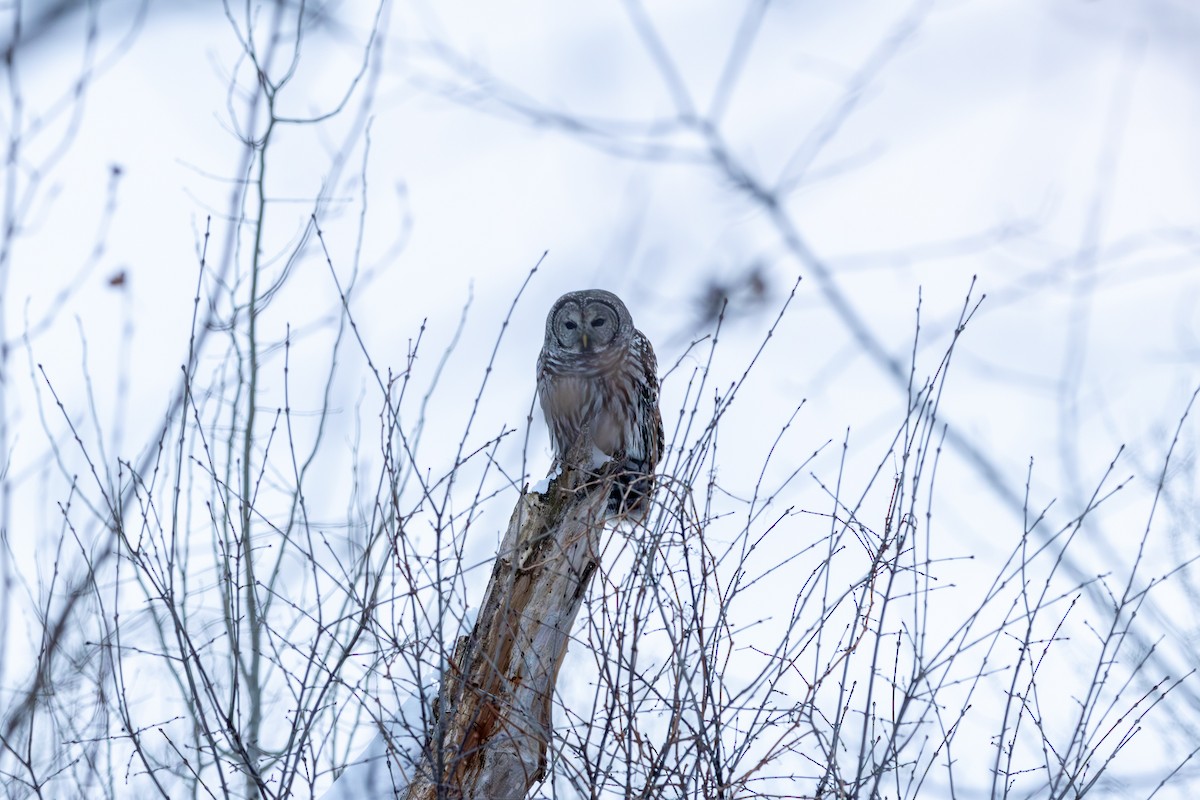 Barred Owl - ML649243917