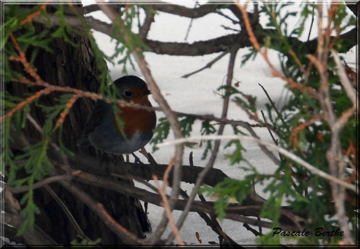 Txantxangorria - ML649243920