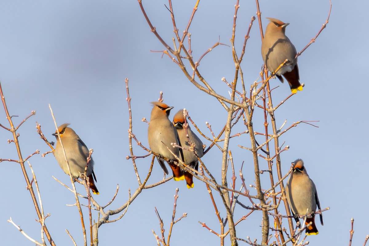 ציצנית - ML649243934