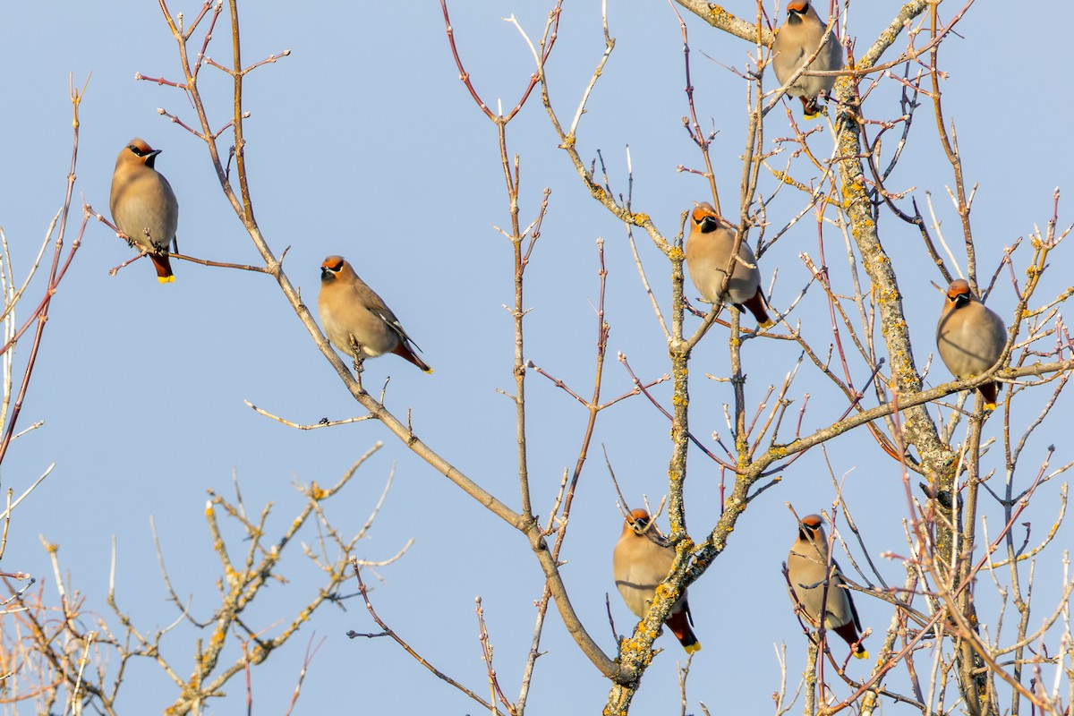 ציצנית - ML649243935
