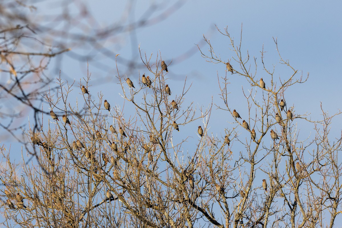 ציצנית - ML649243937