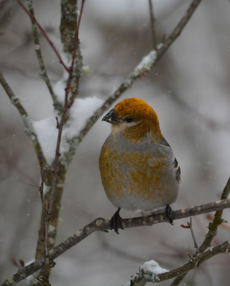 פתיאלי אורנים - ML649243972