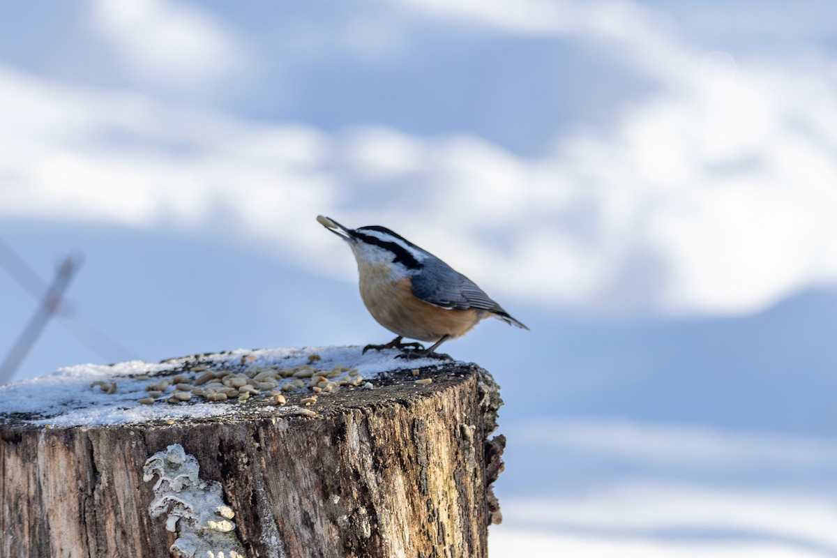 סיטה קנדית - ML649243978