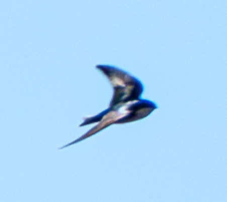 Tree Swallow - ML649243989