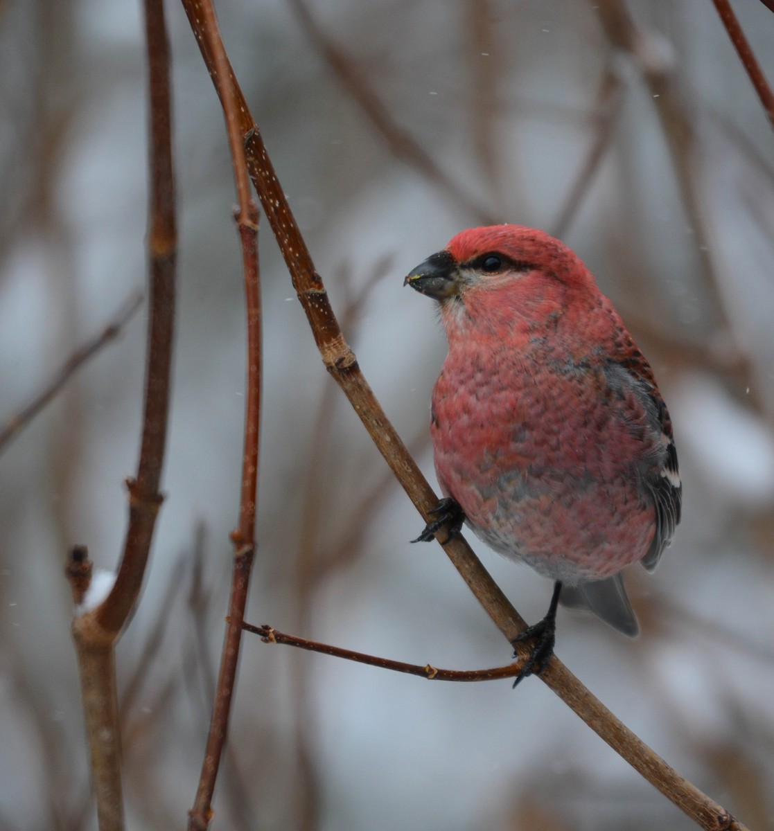 פתיאלי אורנים - ML649243995