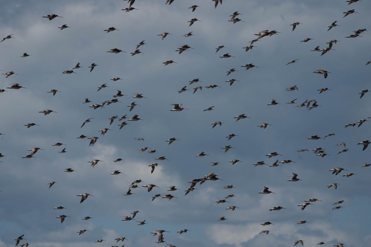 Bar-tailed Godwit - ML649243996