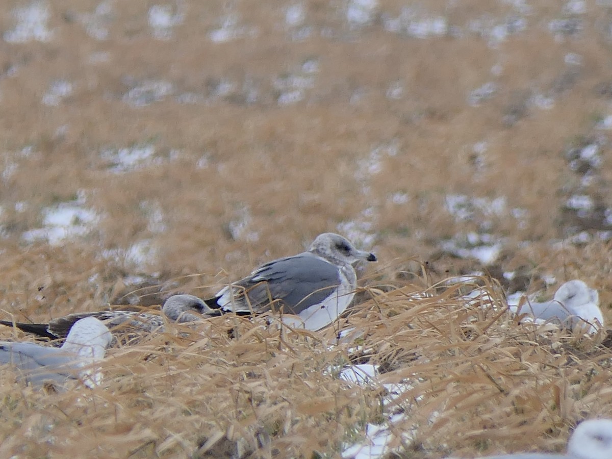שחף שחור - ML649244015