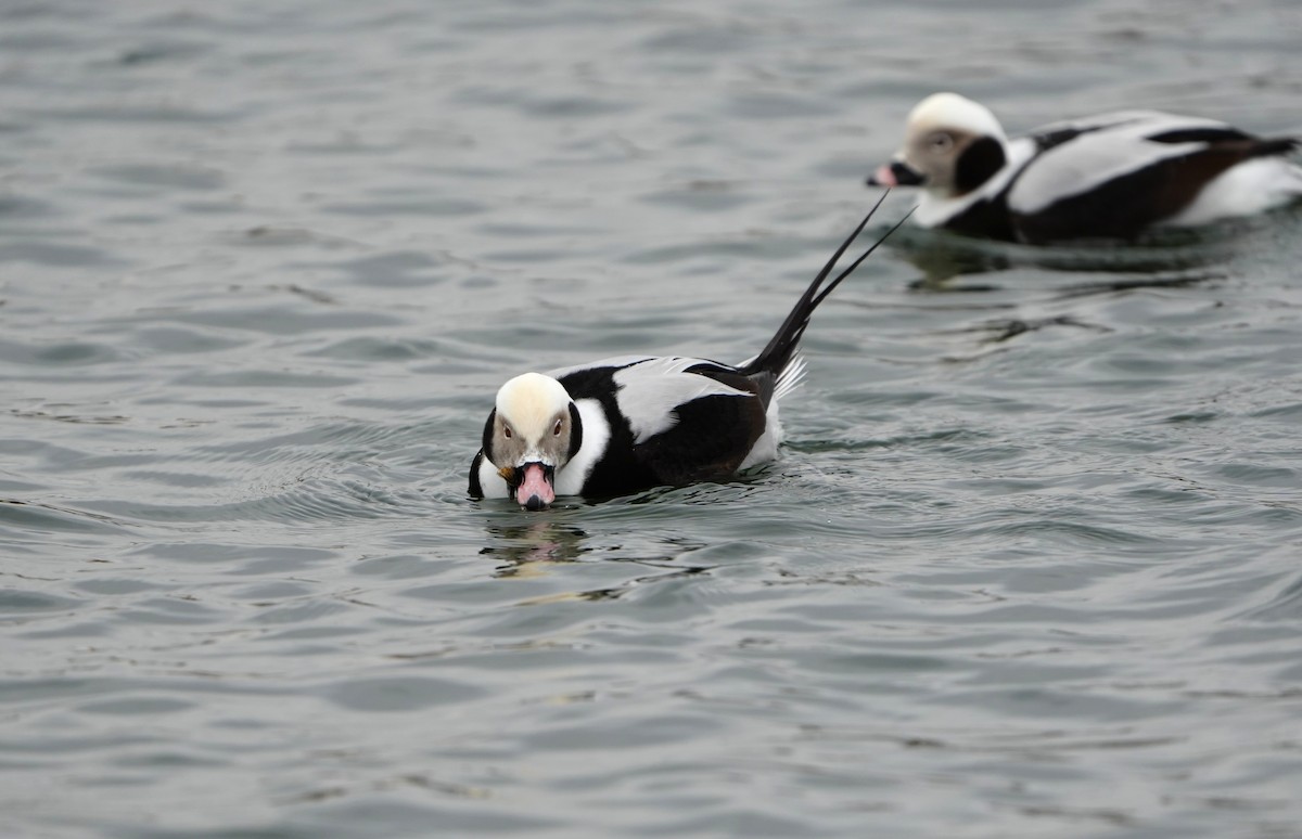 ברווז קרח - ML649244043