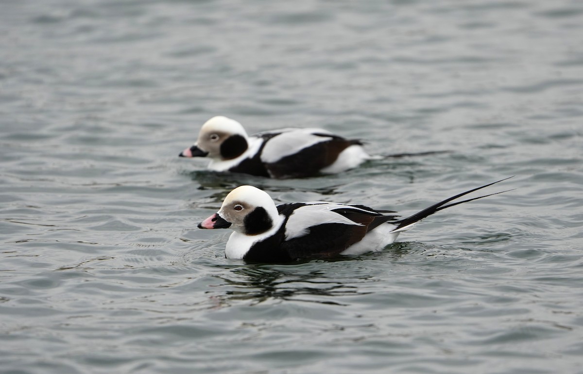 ברווז קרח - ML649244045