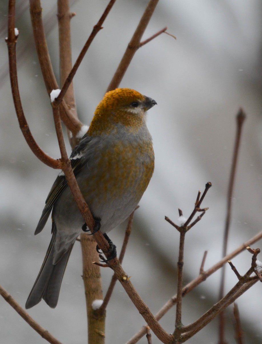Pine Grosbeak - Tom Steller