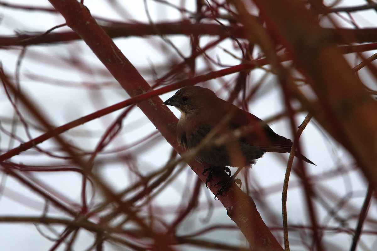 コウウチョウ - ML649244183