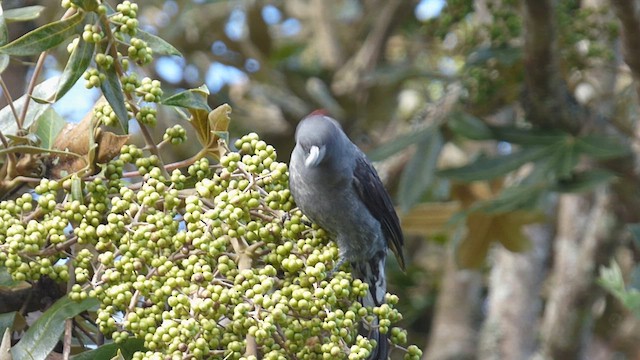 Red-crested Cotinga - ML649244431
