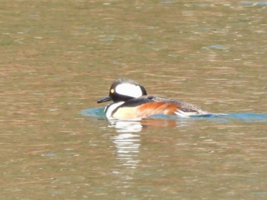 Serreta Capuchona - ML649244654