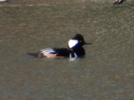 Serreta Capuchona - ML649244671