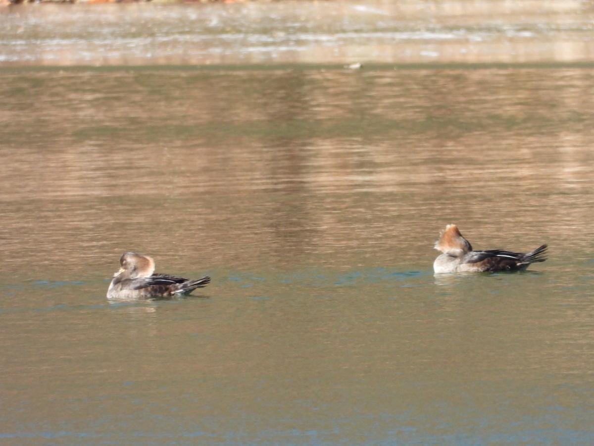 Serreta Capuchona - ML649244674