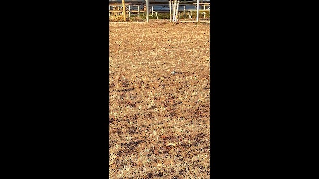 Horned Lark - ML649244675