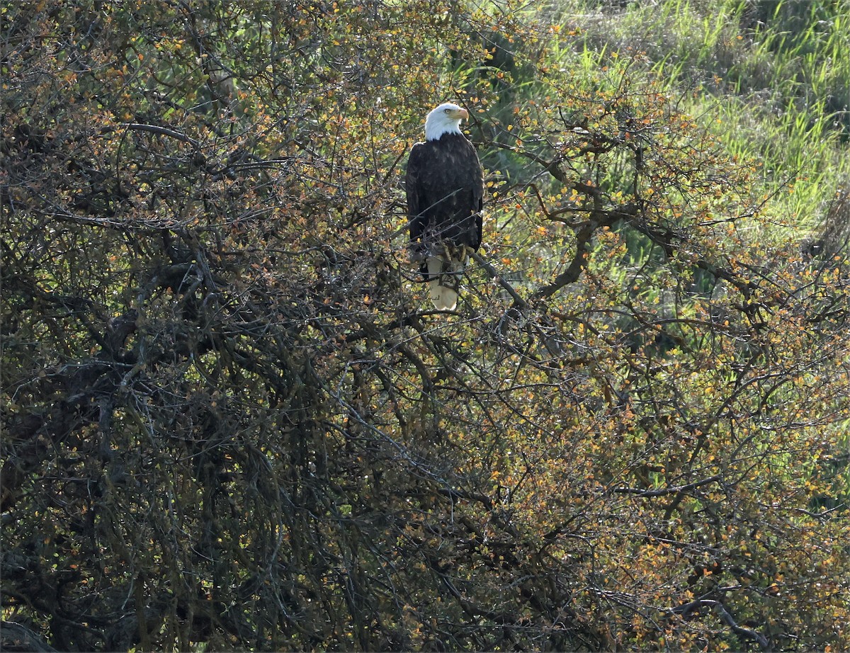 Bald Eagle - ML649244756
