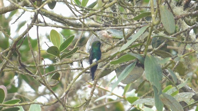 Glowing Puffleg - ML649244875