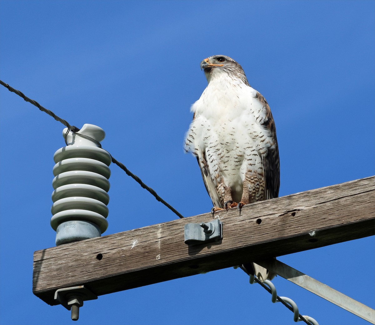 Ferruginous Hawk - ML649244923