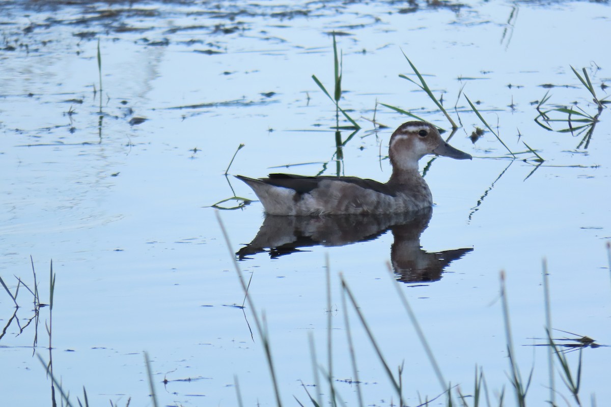 Ringed Teal - ML649244938
