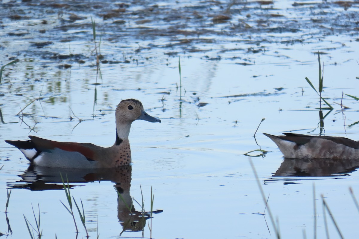 Ringed Teal - ML649244939
