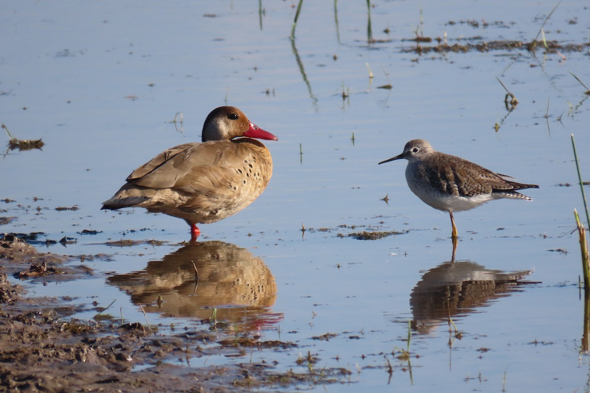 Brazilian Teal - ML649244956