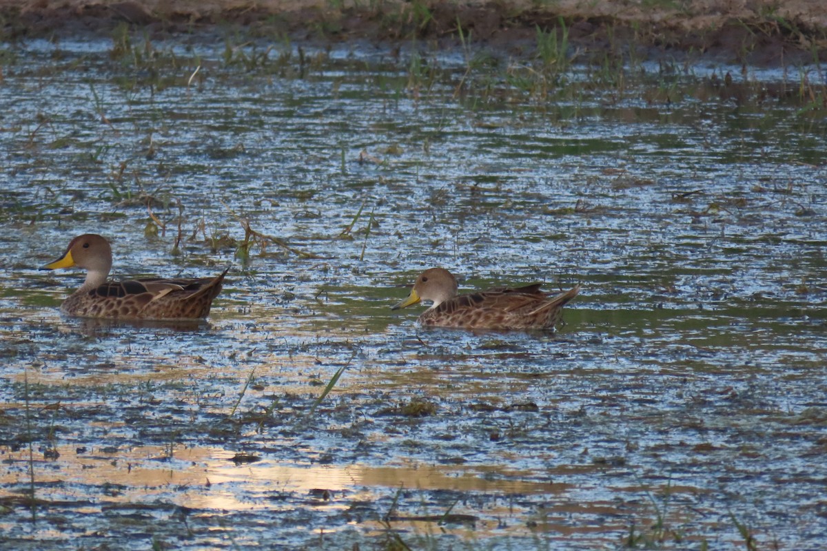 Yellow-billed Pintail - ML649244965