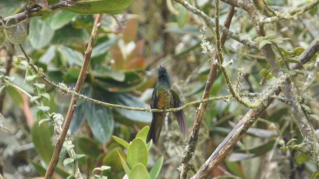 Golden-bellied Starfrontlet - ML649244969