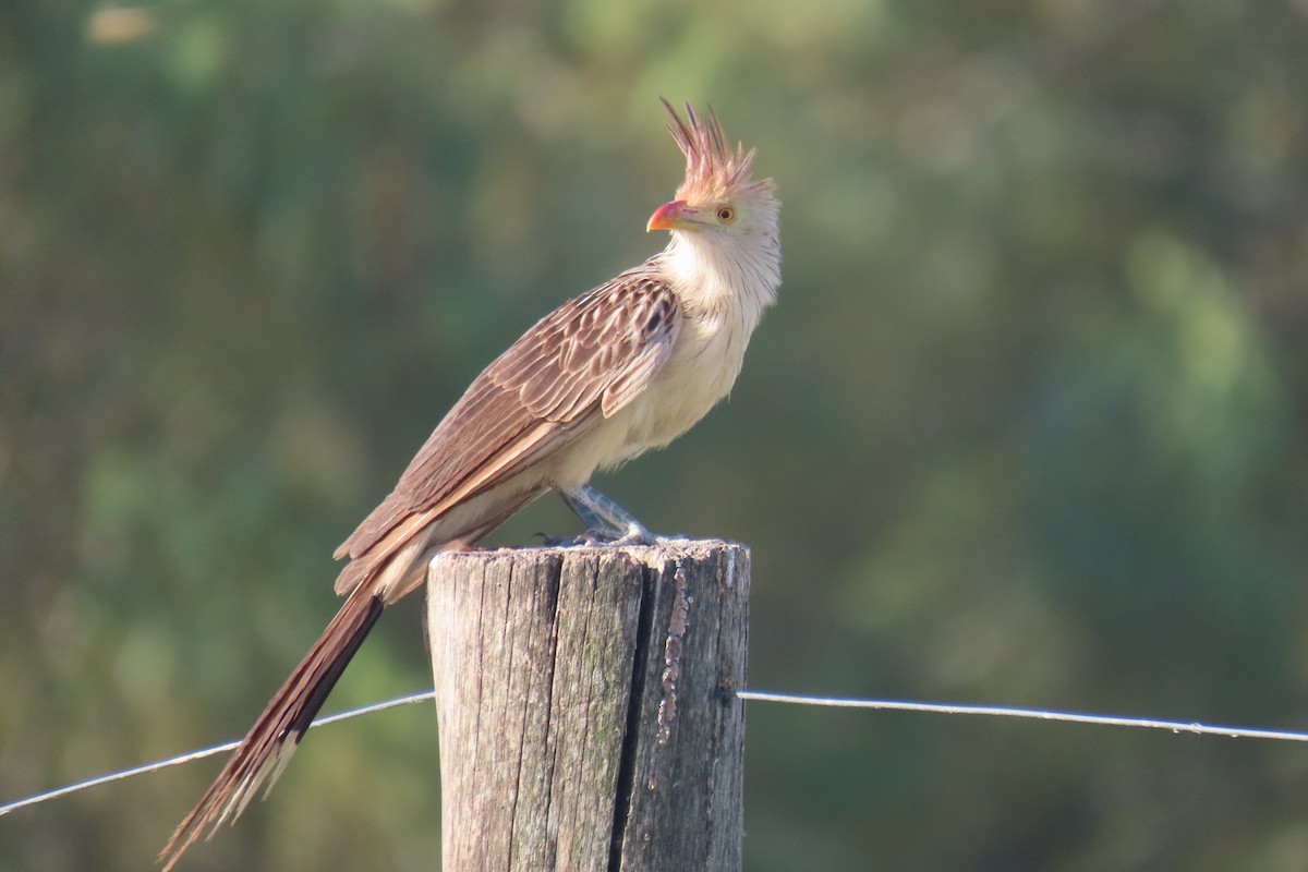 Guira Cuckoo - ML649244983