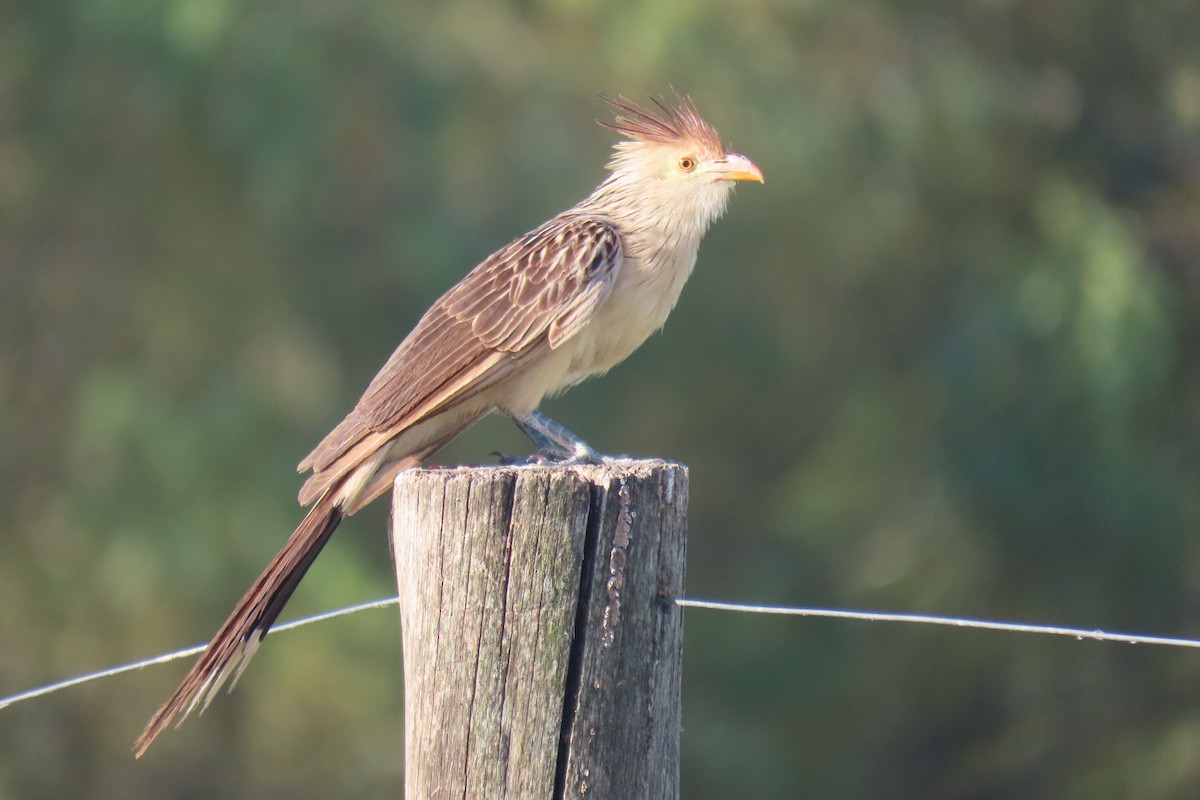 Guira Cuckoo - ML649244984