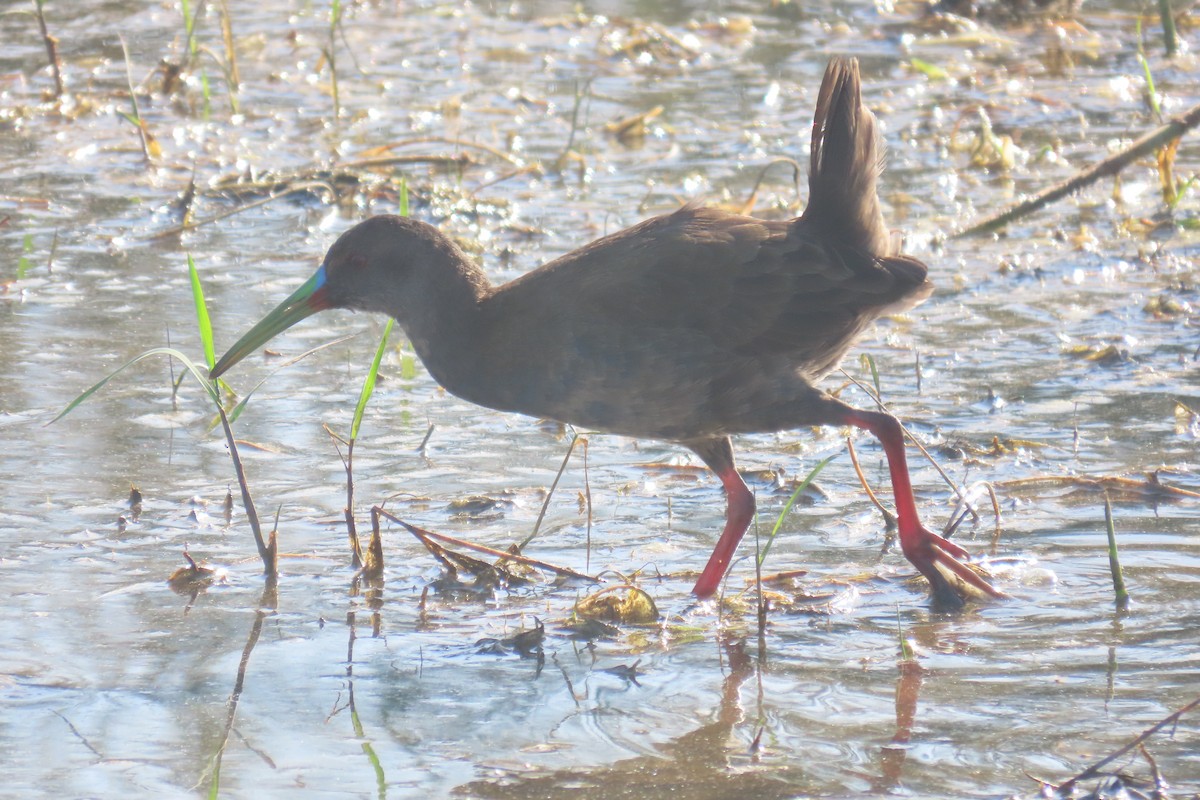 Plumbeous Rail - ML649244992