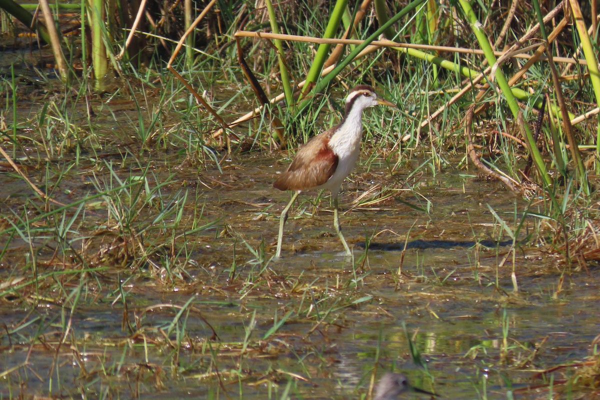 Wattled Jacana - ML649245014